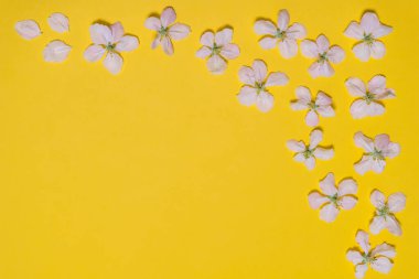 Bahar parlak sarı arka plan sınır çiçek açması elma çiçeklerden yapılmış. Güzel düzen, kadın ya da anneler günü kavramı. Düz yatıyordu, en iyi görünüm, alay, metin için yer Kopyala.