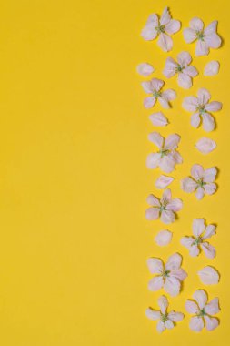 Bahar parlak sarı arka plan sınır çiçek açması elma çiçeklerden yapılmış. Güzel düzen, kadın ya da anneler günü kavramı. Düz yatıyordu, en iyi görünüm, alay, metin için yer Kopyala.