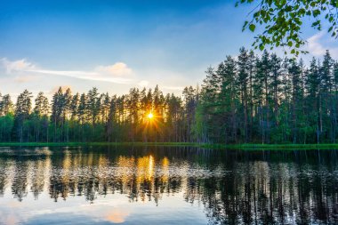 Kuzey gölü ve ormanı ile yaz akşamları gün batımında inanılmaz bir manzara. Çam ağaçlarının arasındaki güneş ışınları, sudaki yansımalar. Çok güzel doğal bir arka plan, Rusya 'nın kuzeyi. Karelya Cumhuriyeti, Rusya.