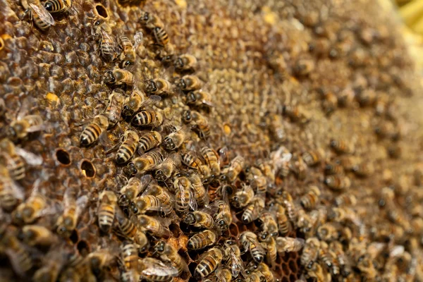 Swarm at work — Stock Photo, Image