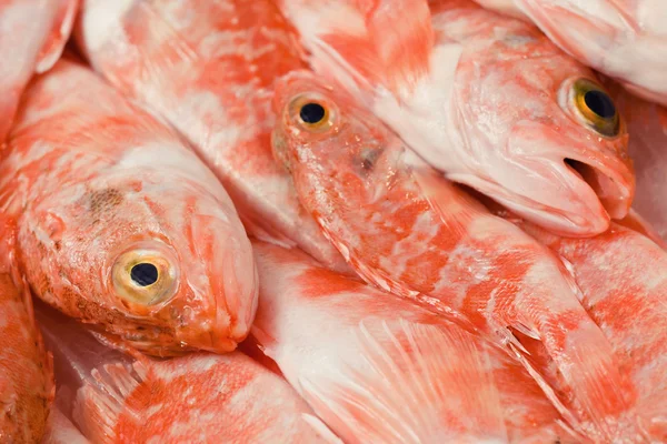 Redfishes — Stok fotoğraf