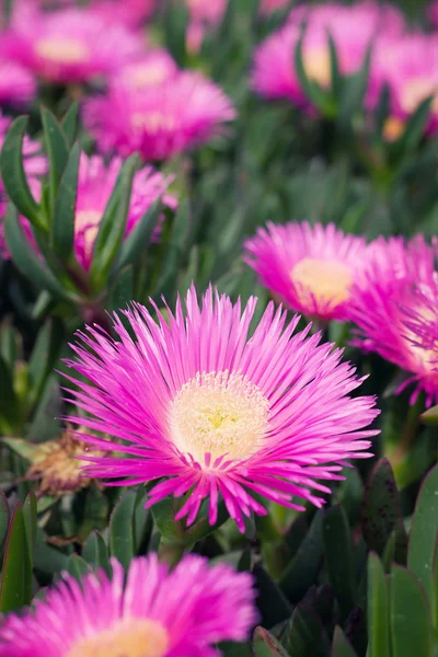 Carpobrotus edulis - Eispflanze lizenzfreie Stockbilder