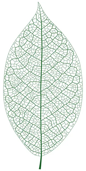 Veia de folha —  Vetores de Stock