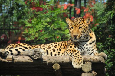 leopar