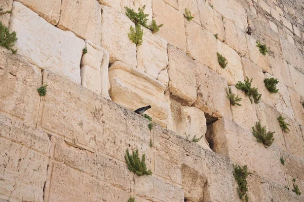 Den Partiella Västra Muren Jerusalem Israel — Stockfoto