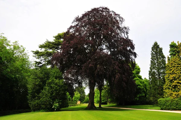 Фото Большого Дерева Красными Листьями Саду — стоковое фото