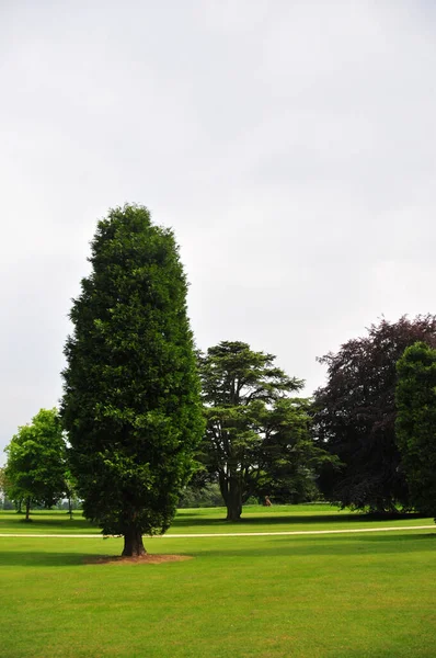 Photo Several Tall Trees Garden — Stockfoto