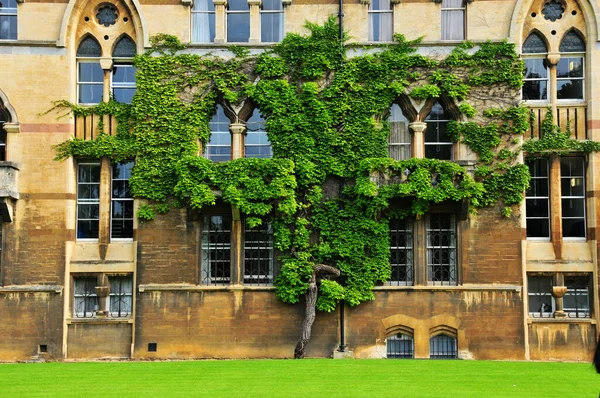 Photo Tree Leaves Climbing Red Brick Wall — Stockfoto