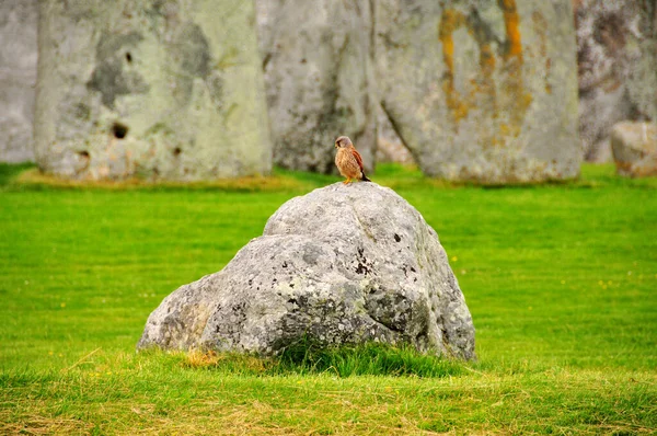 Bir Kuşun Fotoğrafı Ngiltere Stonehenge Yakınlarında Bir Kayanın Üzerinde Duruyor — Stok fotoğraf