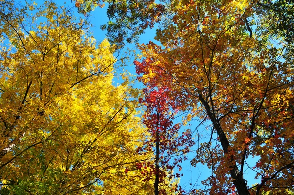 Upside Photo Leaves Different Colors Woods Autumn — 图库照片