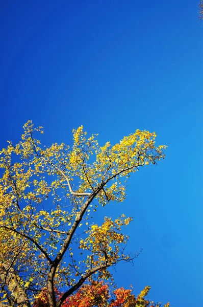 Foto Cabeça Para Baixo Folhas Cores Diferentes Floresta Outono — Fotografia de Stock