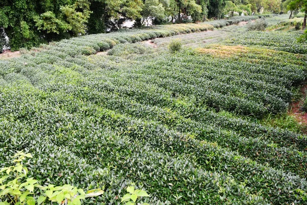 Photo Traditional Tea Gardens Southern China — Stock Photo, Image