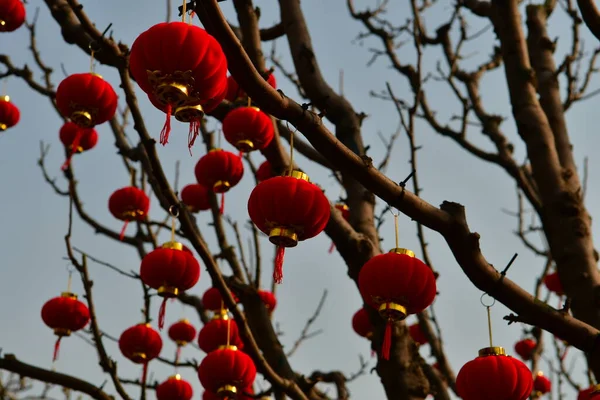 Photo Red Lanterns Hanging Branch — Stok fotoğraf