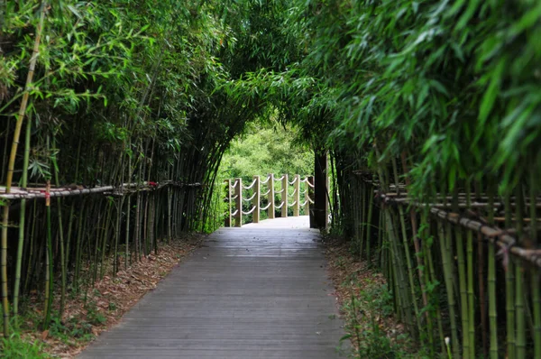 Panoramic Photo Hiking Trail Wild Woods — Stock Photo, Image