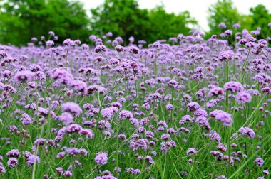 Vahşi doğadaki çiçeklerin fotoğrafı, arka plan olarak kullanılabilir.