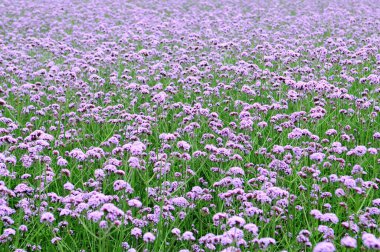 Vahşi doğadaki çiçeklerin fotoğrafı, arka plan olarak kullanılabilir.