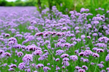 Vahşi doğadaki çiçeklerin fotoğrafı, arka plan olarak kullanılabilir.