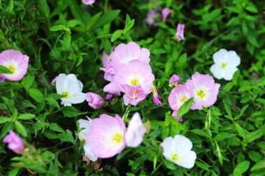 Vahşi doğadaki çiçeklerin fotoğrafı, arka plan olarak kullanılabilir.