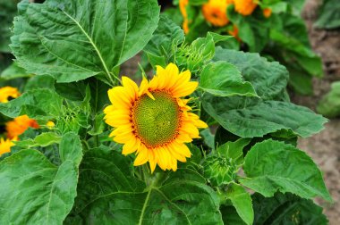 Bir çiftlikteki ayçiçeklerinin detaylı fotoğrafı