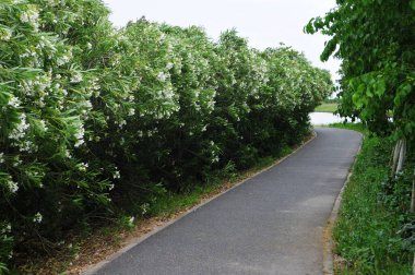 Vahşi ormanda yürüyüş yaparken çekilmiş panoramik bir fotoğraf.