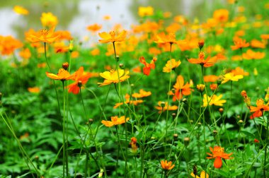 Vahşi doğadaki çiçeklerin fotoğrafı, arka plan olarak kullanılabilir.