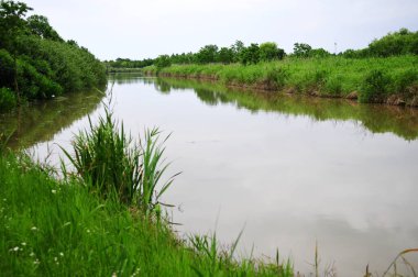 Doğadaki bir nehrin panoramik fotoğrafı ve kıyılarındaki bitkilerin.