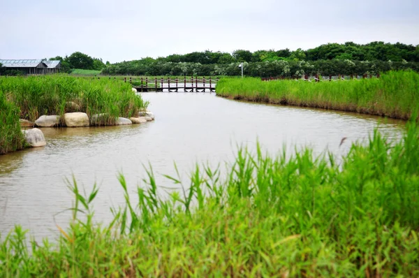 Panoramic Photo Small Wooden Bridge River Wild Plants Shore — ストック写真