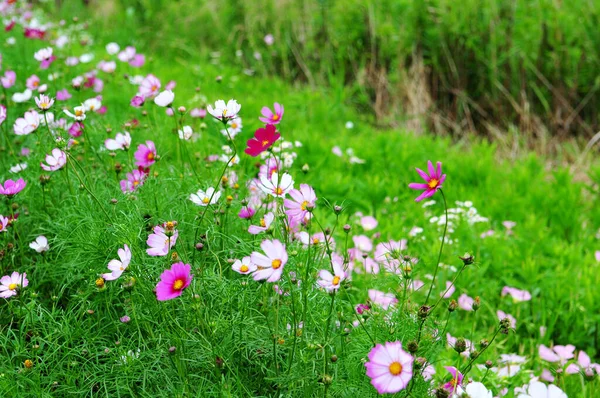 Photo Flowers Wild Which Can Used Background — 图库照片