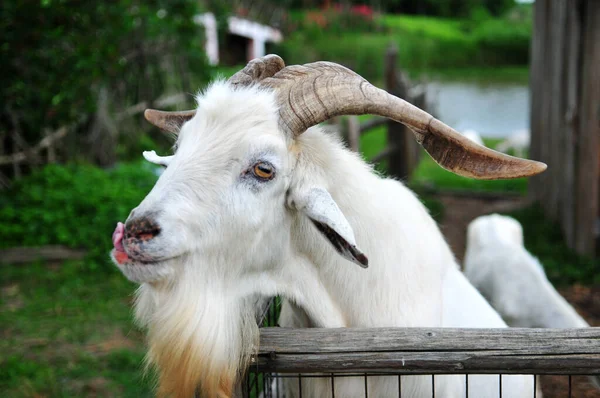 Detailed Photo Goat Sheepfold — Stok fotoğraf