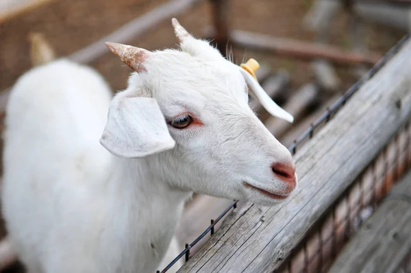 Detailed Photo Goat Sheepfold — ストック写真