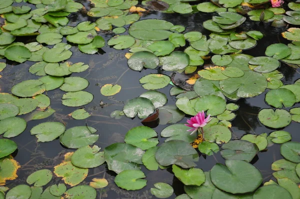 Photo Lotus Flower Pond — Zdjęcie stockowe