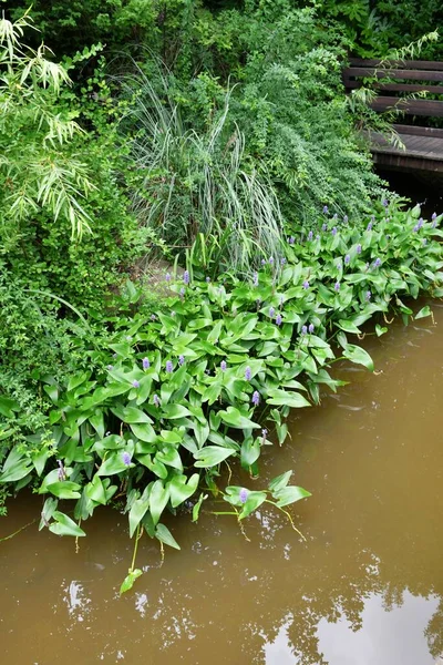 Photo Aquatic Plants Purple Flowers Surface Field Pond — Fotografia de Stock