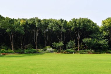 Çimlerin arkasındaki bir ormanın fotoğrafı.