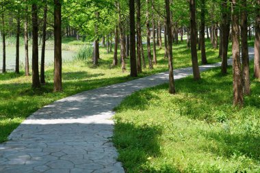 Vahşi ormanda yürüyüş yaparken çekilmiş panoramik bir fotoğraf.