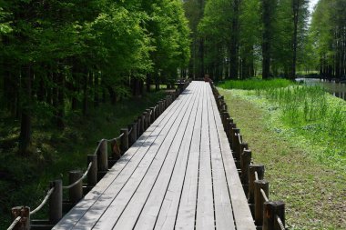 Photo of  a hiking trail in the wild woods