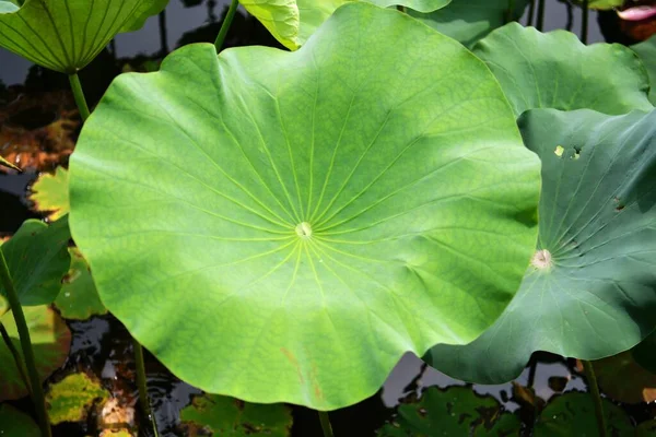 Photo Huge Green Lotus Leaf Pond — ストック写真
