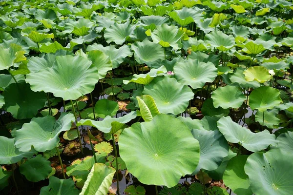 Photo Some Green Lotus Leaves Pond — ストック写真