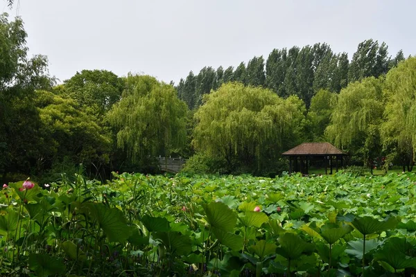 Foto Pavilhão Tradicional Estilo Chinês Por Uma Lagoa Cheia Flores — Fotografia de Stock