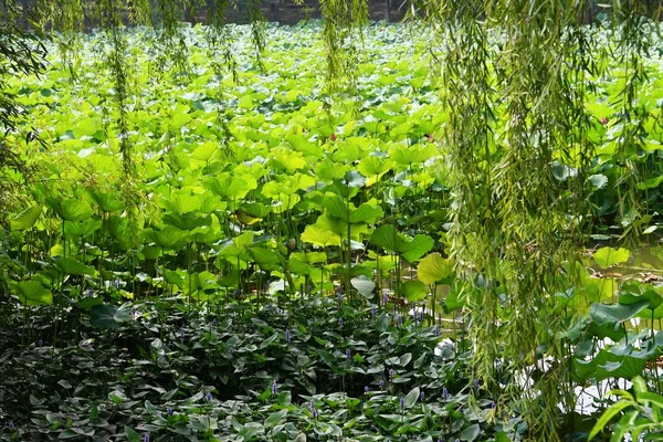 Photo Pond Full Lotus Flowers — Zdjęcie stockowe