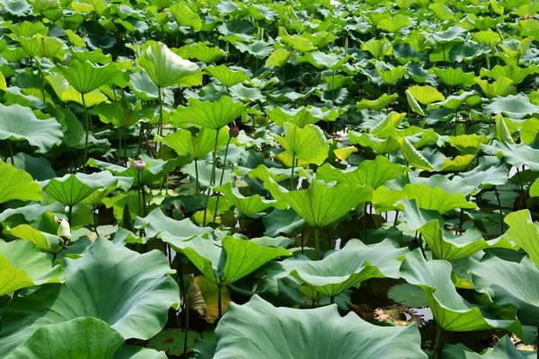 Photo Pond Full Lotus Flowers —  Fotos de Stock