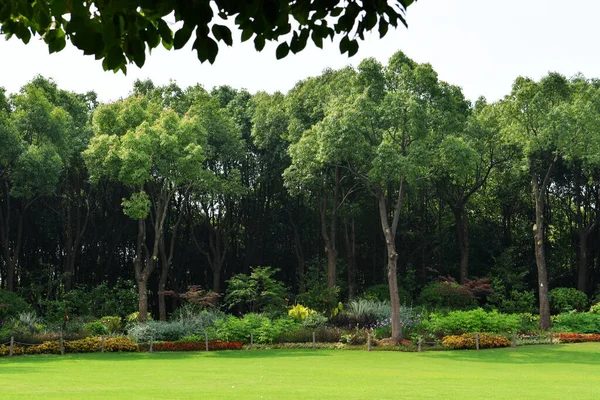 Photo Forest Lawn — Stockfoto