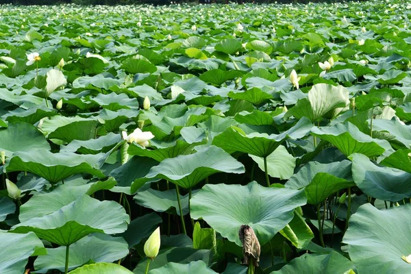 Photo Pond Full Lotus Flowers —  Fotos de Stock