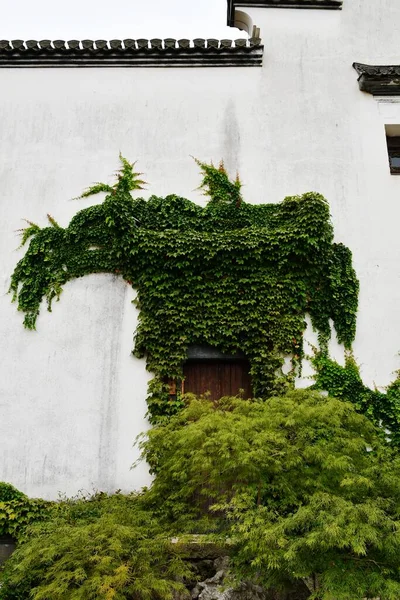Photo Plants Growing White Wall Traditional Chinese Style Building — Zdjęcie stockowe