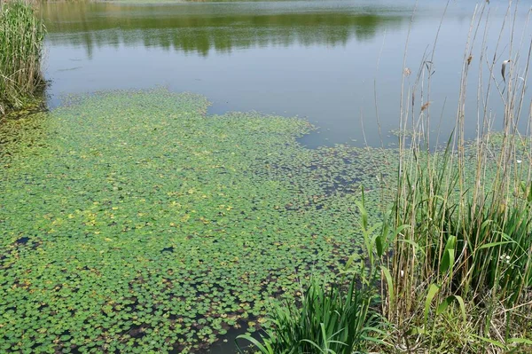 Photo Small River Full Lotus Leaves Wild — Zdjęcie stockowe