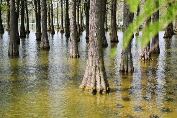 Photo Tree Roots Fir Forest Growing Water — Fotografia de Stock