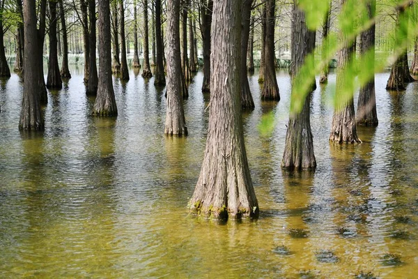 Photo Tree Roots Fir Forest Growing Water — Zdjęcie stockowe