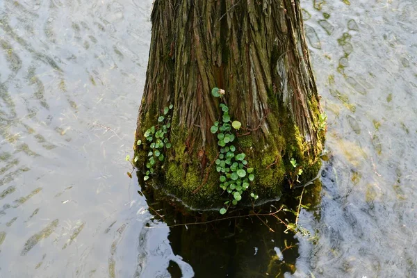 Foto Uma Raiz Árvore Uma Floresta Abeto Que Cresce Água — Fotografia de Stock