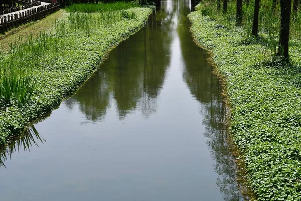 Photo River Wild Plants Its Banks — Stockfoto