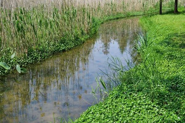 Foto Eines Flusses Freier Wildbahn Und Pflanzen Seinen Ufern — Stockfoto