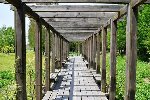 Photo Perspective Effect Wisteria Trellis — Stock Photo, Image